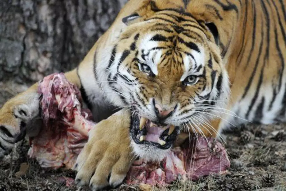 Sabias que……Los tigres pueden llegar a comer más de 40 kilos de carne de una sentada.