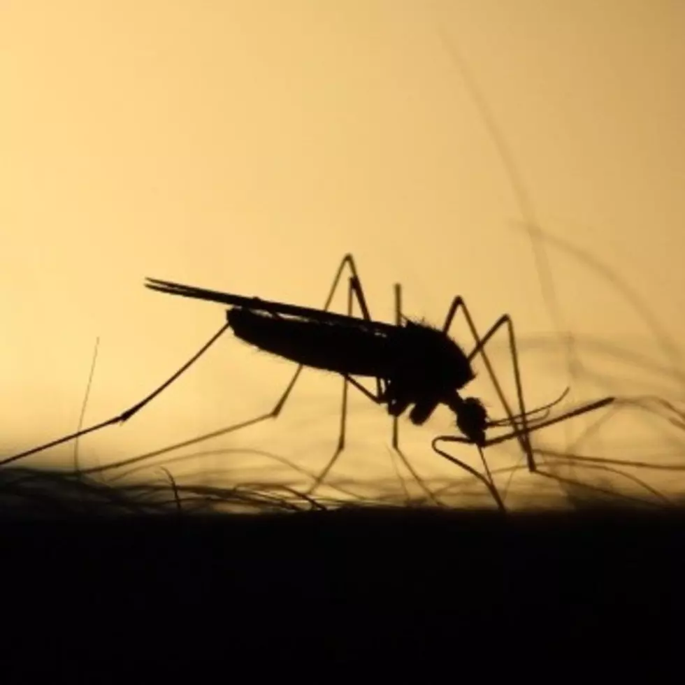 ¿Cuál es el mosquito que amenaza a 126 millones de africanos por contagio de malaria?