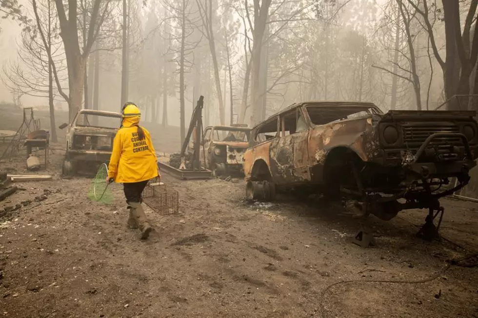 Suman 28 muertos por incendios en EU, con decenas de desaparecidos