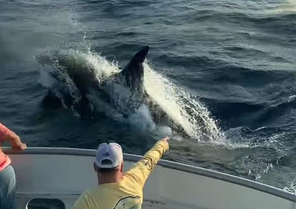 Increíble video captura orcas jugando en la costa de Galveston