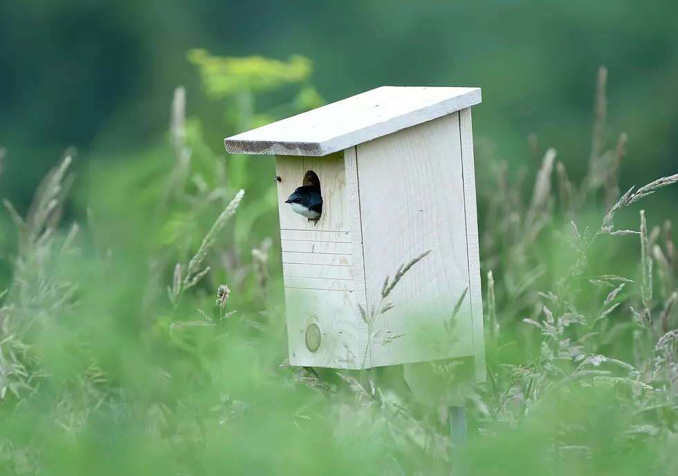 Rhinebeck Charity Birdhouse Auction Brings Out Local Celebrities