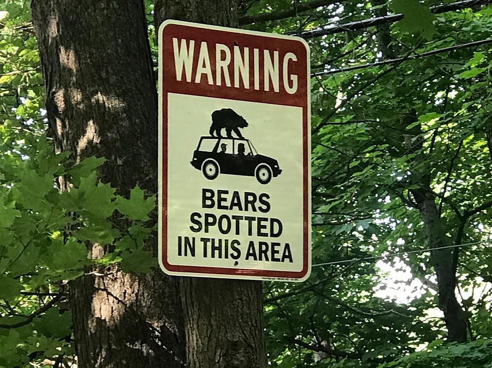 7 Tips if You Come Face-To-Face With a Bear in the Hudson Valley