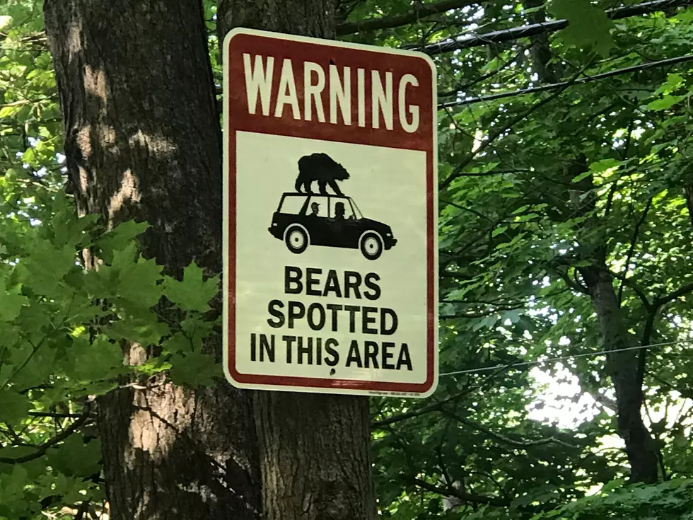 New York State Hunters: You Have a Bear, What Do You Do Next?