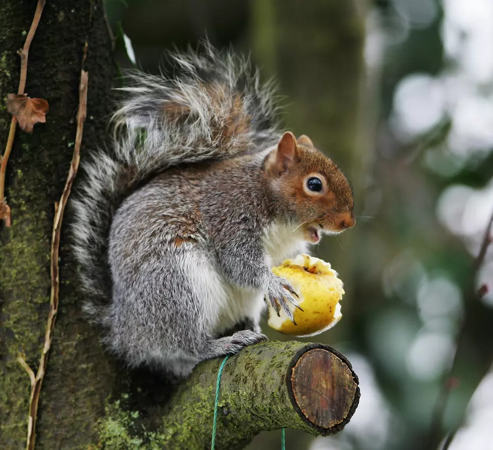 Help Feed Your Woodland Friends with an Outdoor Edible Christmas Tree