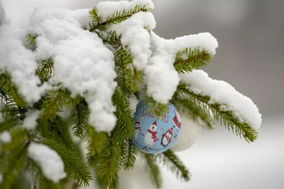 Where to Recycle Your Christmas Tree in the Hudson Valley