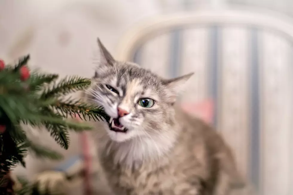 A Few Potential Dangers to Your Pets During the Holidays