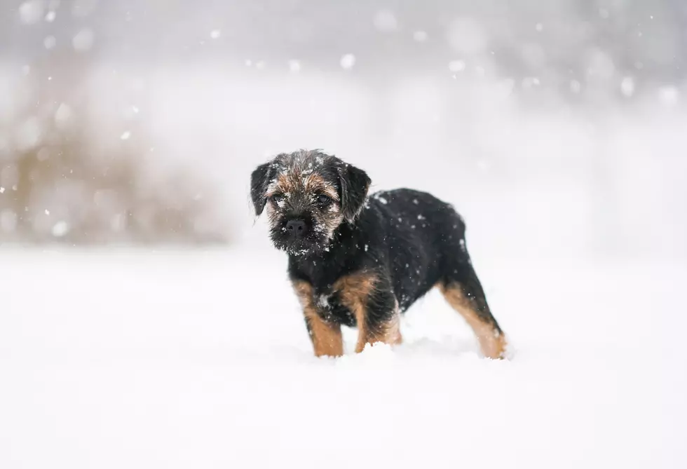 Humane Society Reminds You to Keep Pets Indoors During Cold Snap