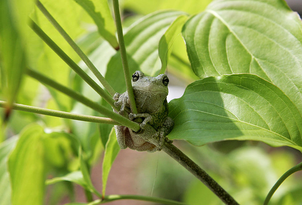 Are Peepers the First Sign of Spring?