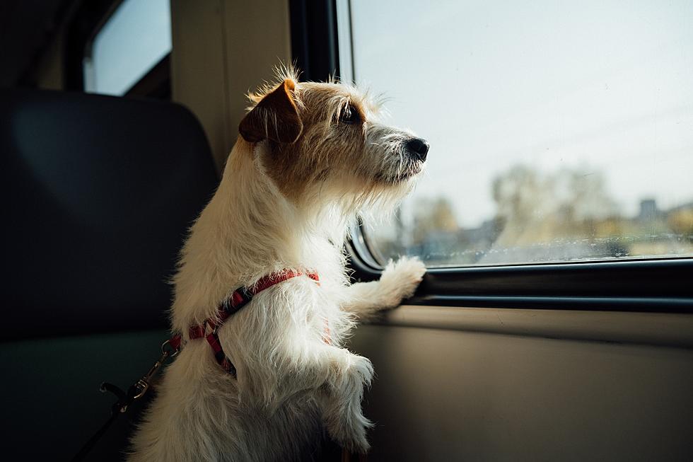 Sad: Beloved Dutchess County Jack Russell Rescue Maven Loses Dementia Battle