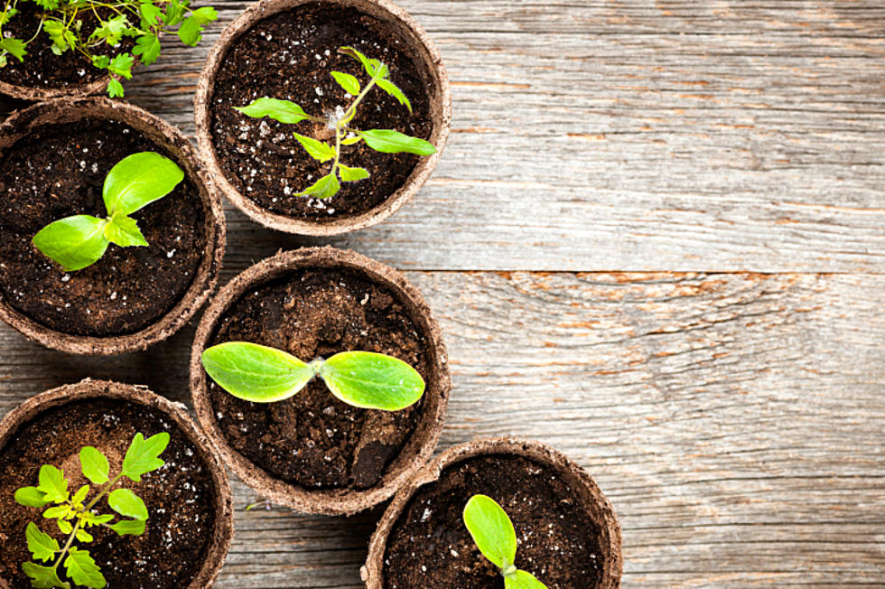 Make Your Own Terrarium at Hudson Valley Library