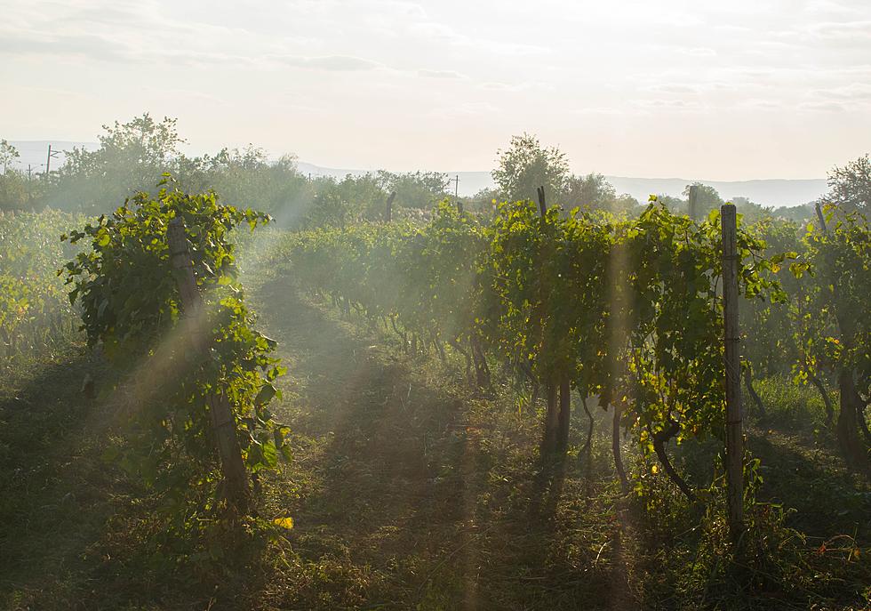 Want to Try Your Hand at Winemaking? Columbia County Vineyard For Sale