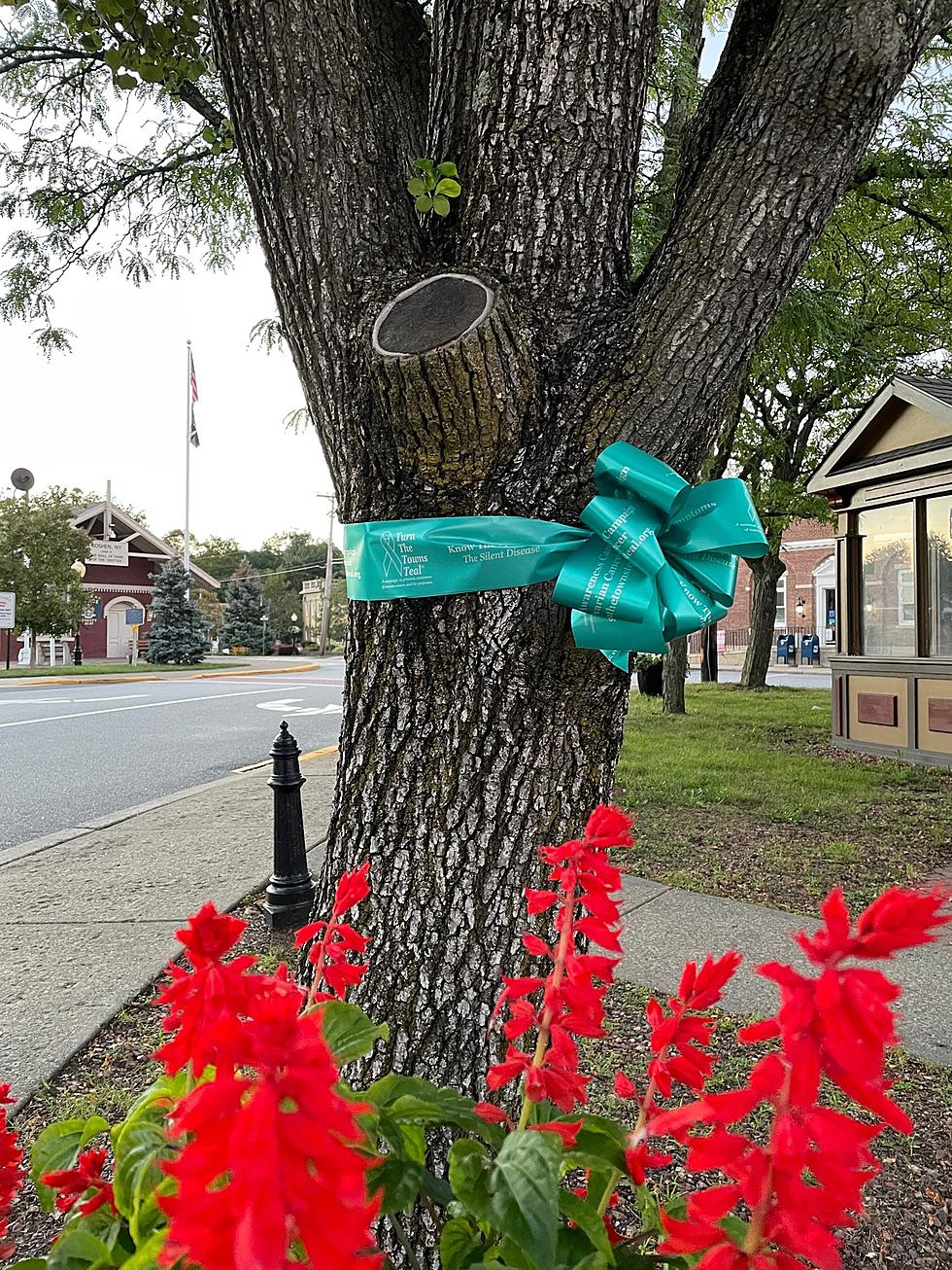 What Do These Teal Ribbons Represent Throughout the Hudson Valley?