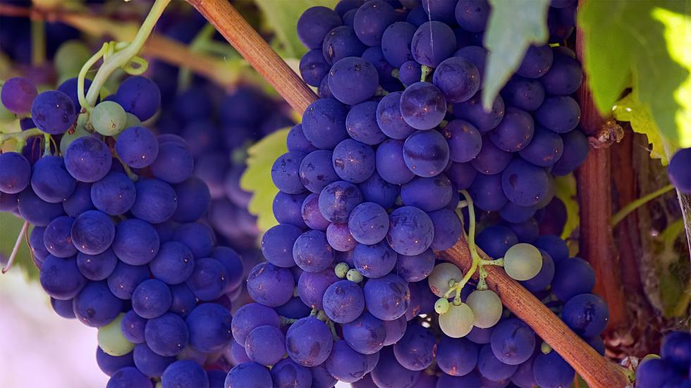 Where &#038; When Can You Stomp Some Grapes in the Hudson Valley?