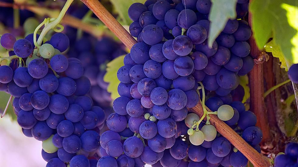 Where & When Can You Stomp Some Grapes in the Hudson Valley?