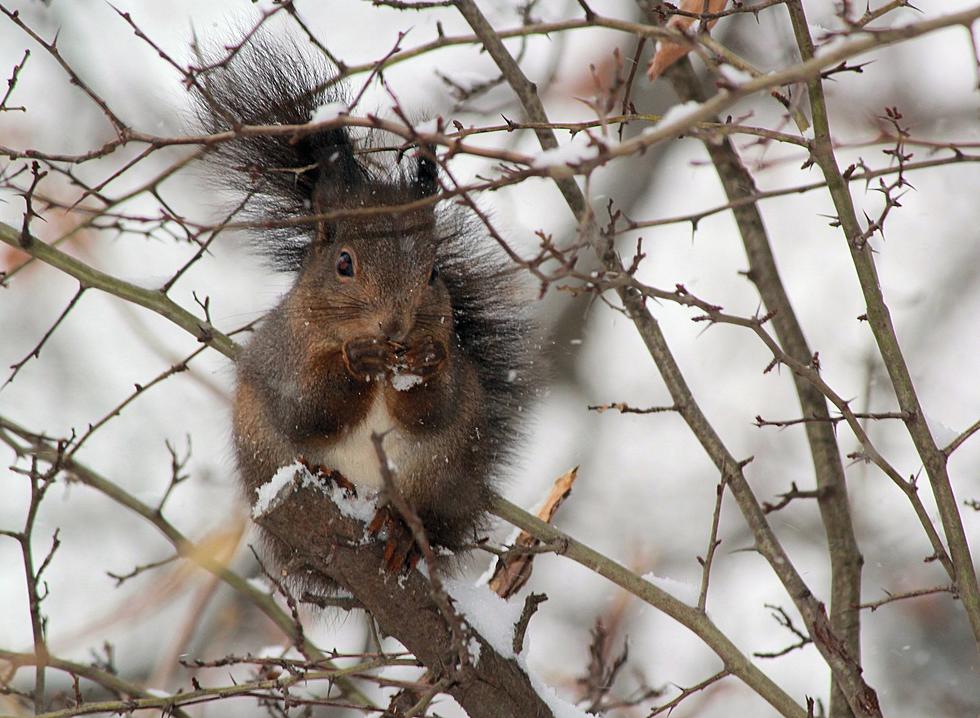 4 Tips to Help Deal With Squirrels During Hudson Valley Winters