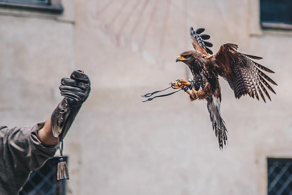 Do These 5 Things to Get a &#8216;New York State Falconry License&#8217;