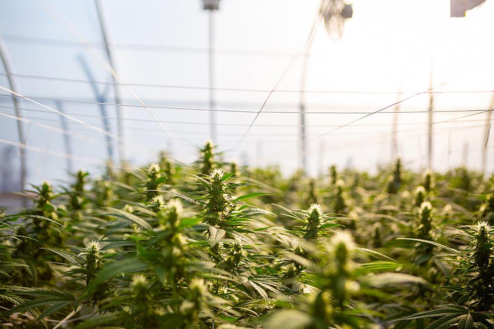 NYS Hemp Farmers: Apply Now For Adult-Use Cannabis Grow License
