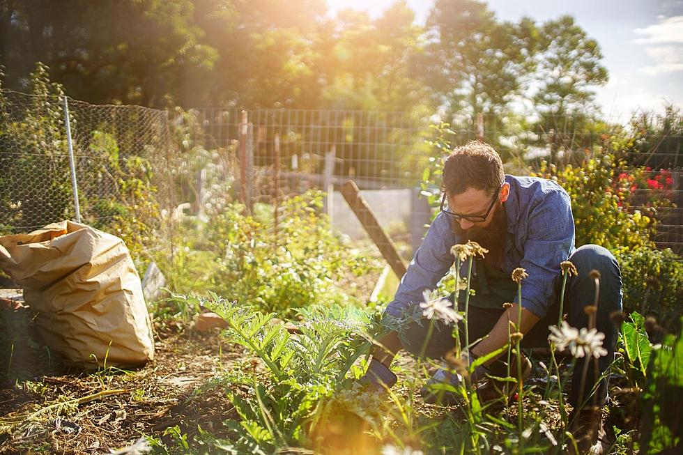 Plant Your Seeds at These Community Gardens in the Hudson Valley