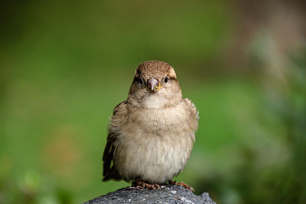 Which Birds Can You Feed Bread in New York State?