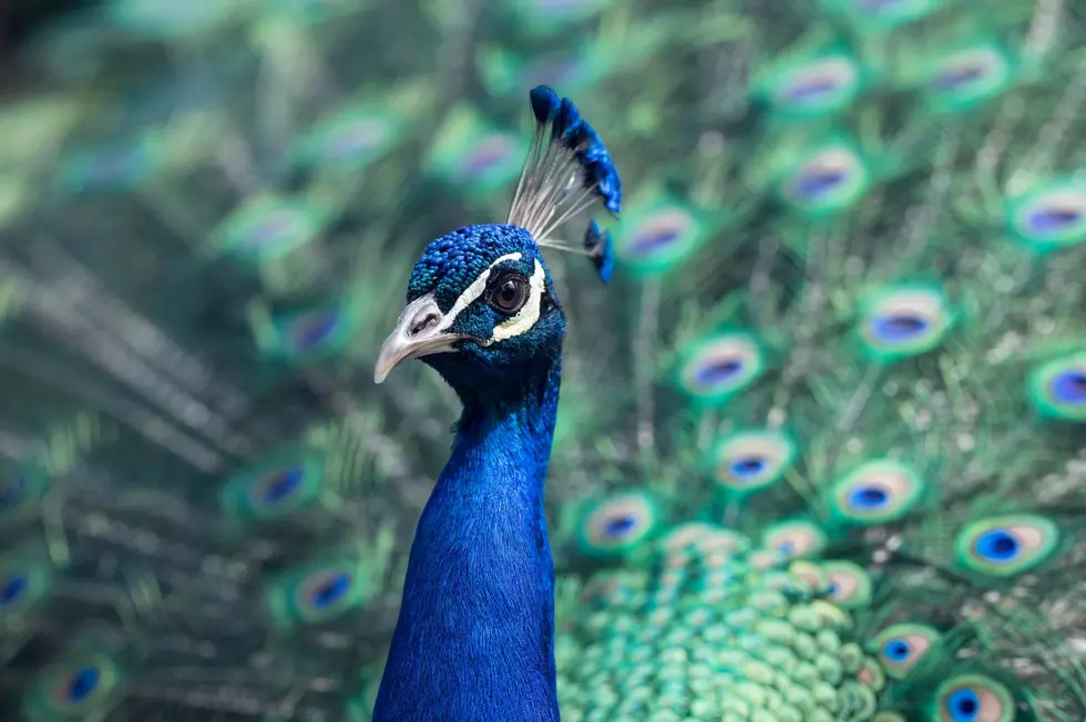 Photo by Tj Holowaychuk on Unsplash