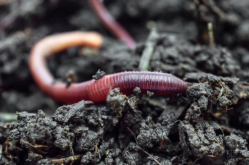 Invasive Worm Species Waking up in the Hudson Valley