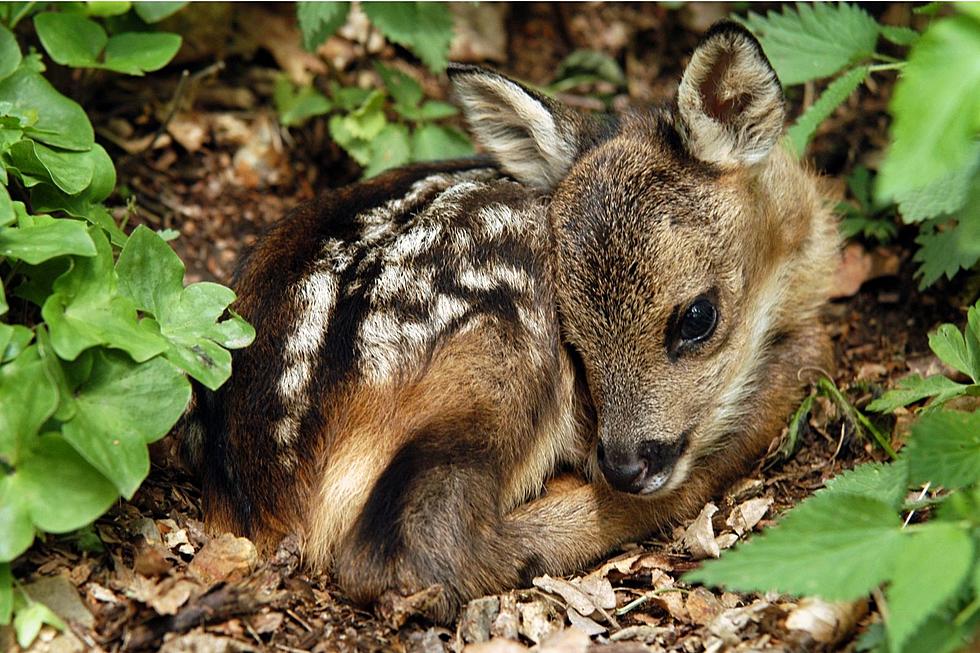 Important Tips for Fawn Season in the Hudson Valley