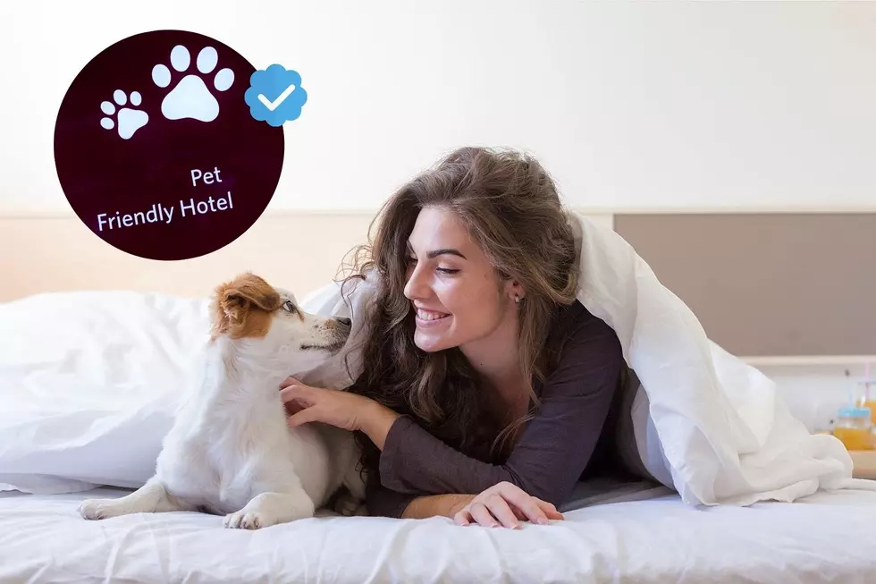 Hudson Valley Pet Friendly Getaways for You and Your Pup