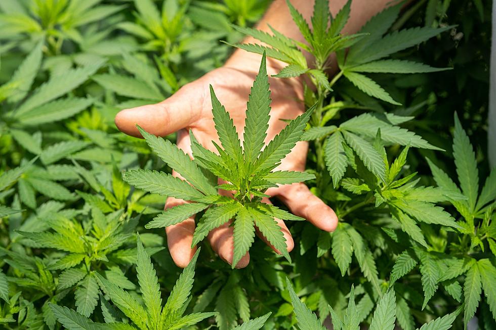 La Oficina de Cannabis de Nueva York aceptará solicitudes para el