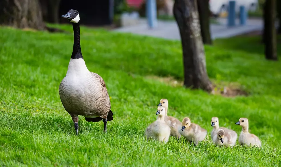 5 Things Hudson Valley, NY Geese Want You to Do for Them