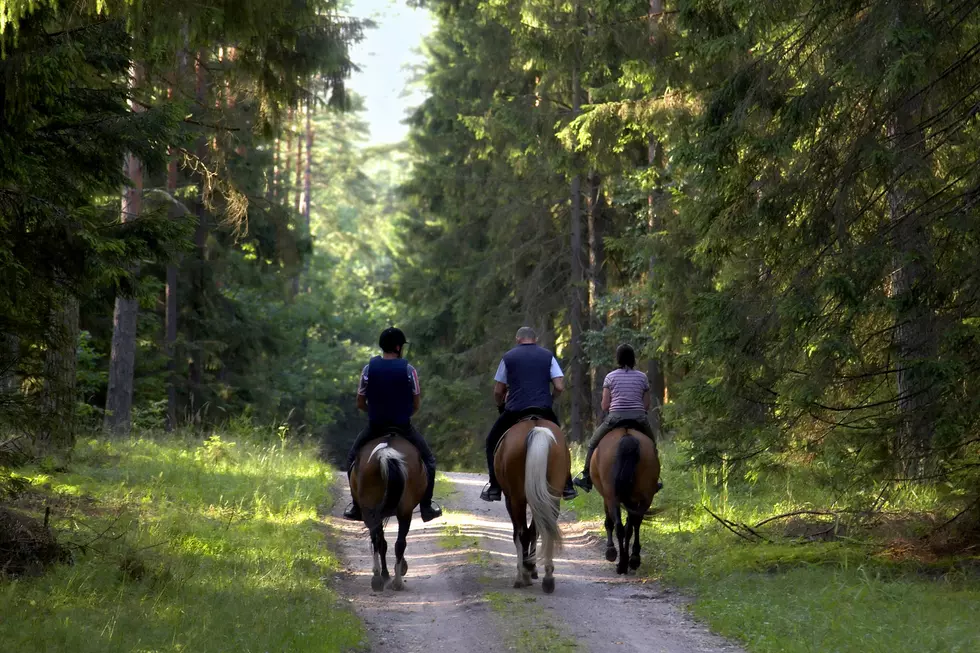 When Can New Yorkers Legally Walk Their Horses on the Road?