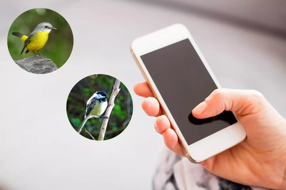 Free App: Hudson Valley Residents Can Now Identify Mysterious Birds in Their Backyard