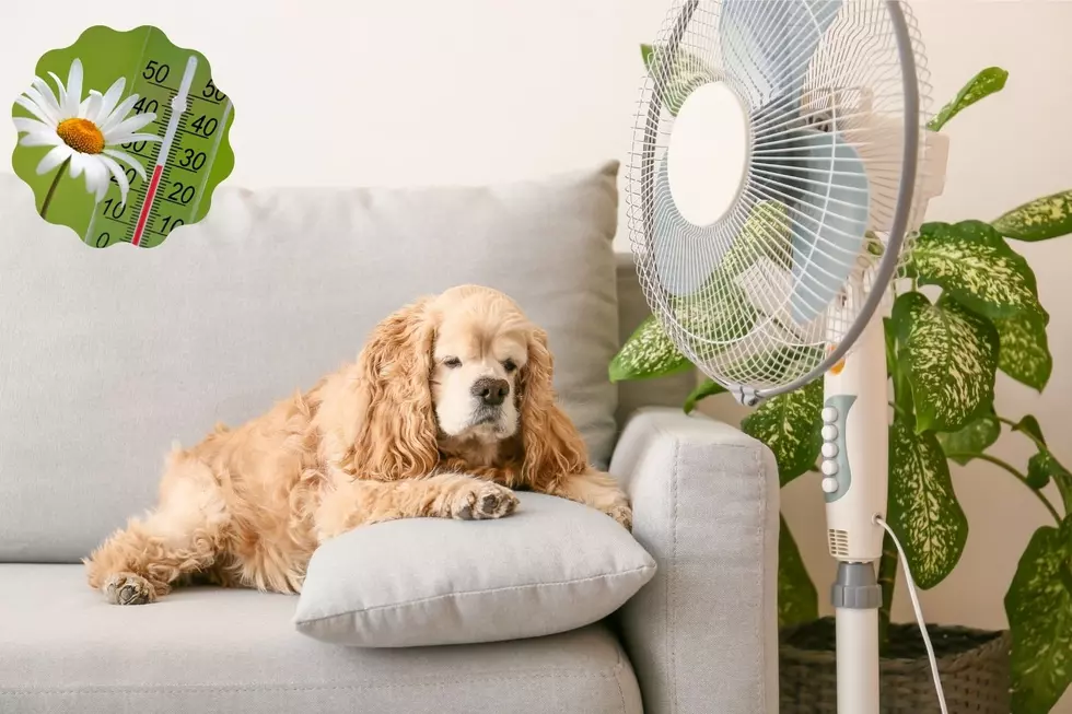 Keeping Your Pets Safe During Heatwaves in the Hudson Valley