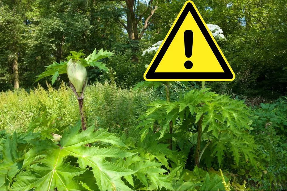 Warning: Dangerous Plant Causes Burns in the Hudson Valley
