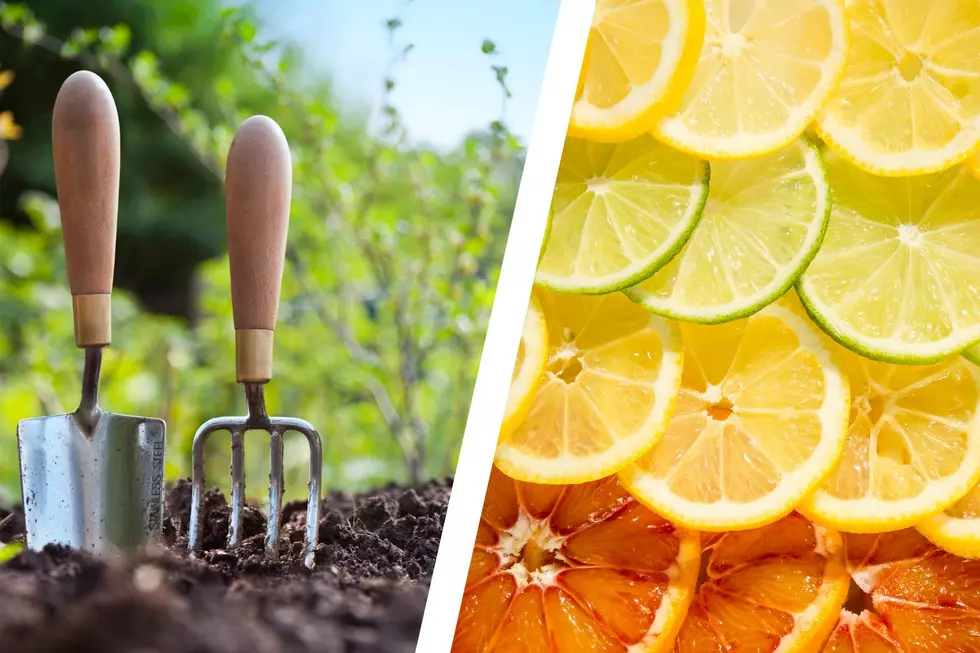All Natural Gardening Hacks to Keep Critters out of Your Plants