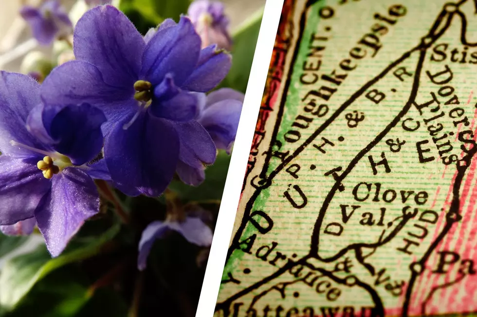 One Hudson Valley Region is the Hidden Capitol for Violets