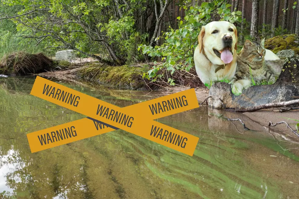 Fatal Bacteria Leaves Hudson Valley Pet Owners On Alert