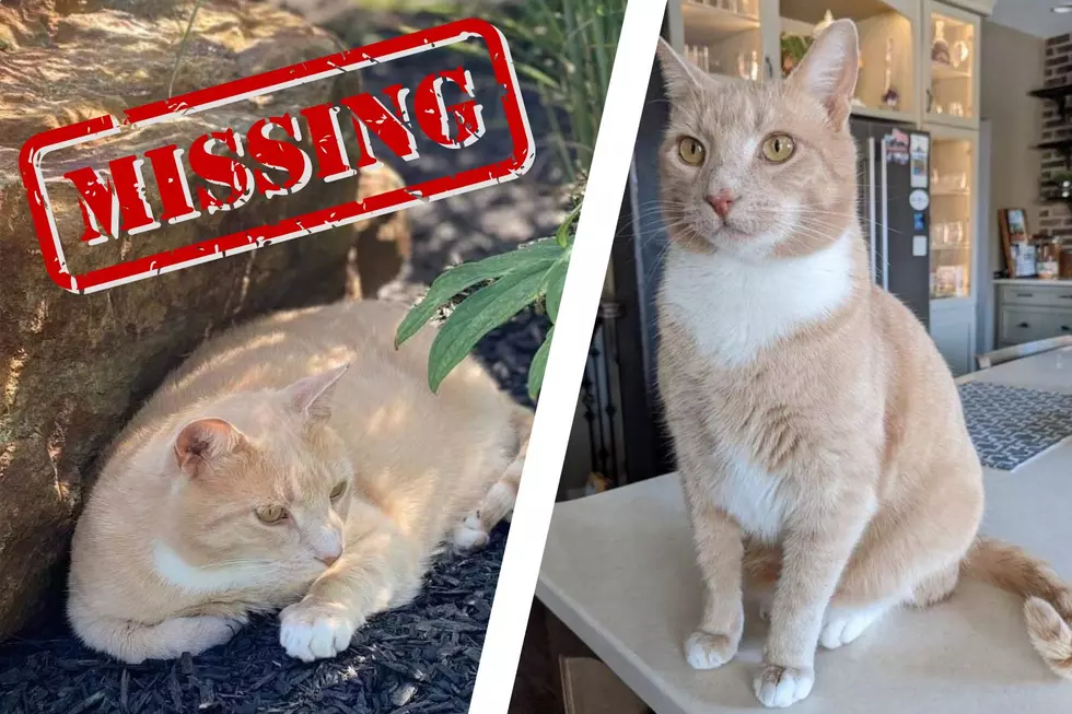 Month-Long Search Continues for One Special Orange County, NY Cat