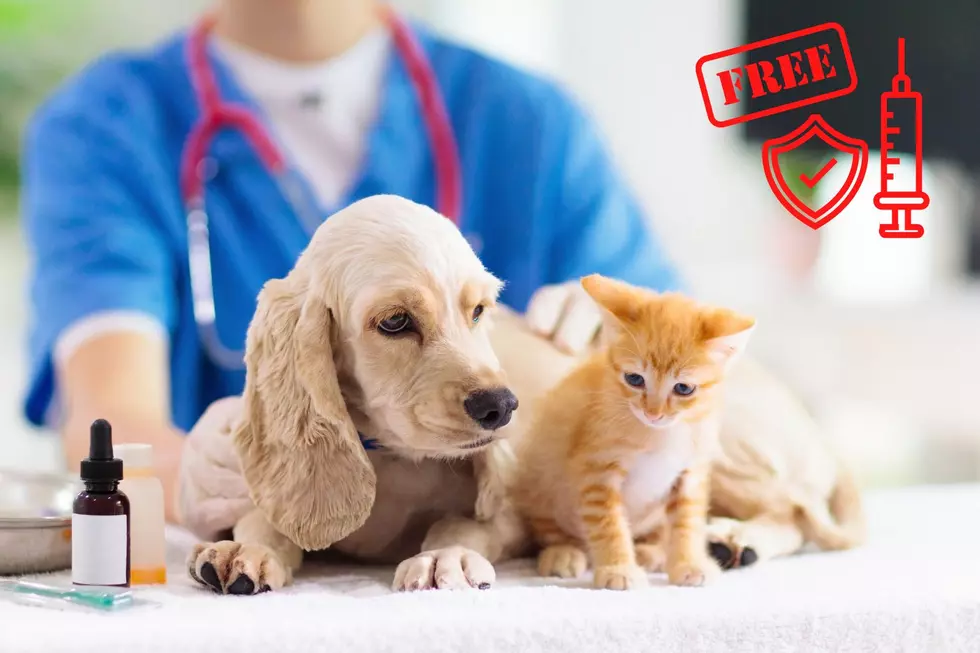Free Rabies Vaccination Clinic Available for Ulster County Pets