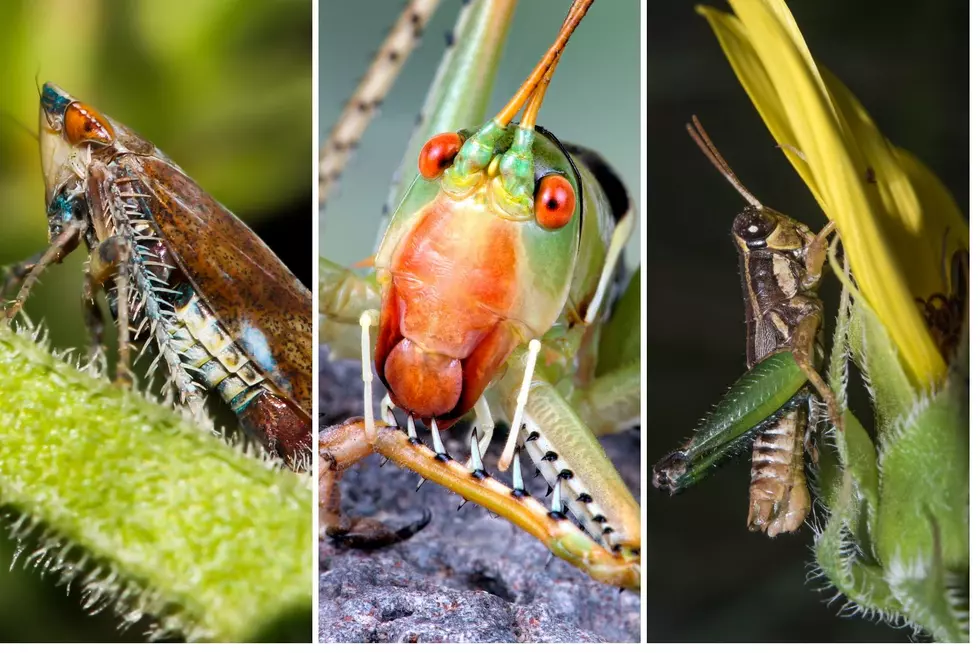 Identify Strange Hudson Valley Bugs with New App