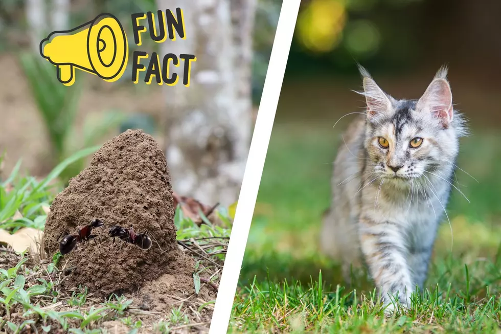 Why You Shouldn’t Come Between Your Cat and Ant Piles
