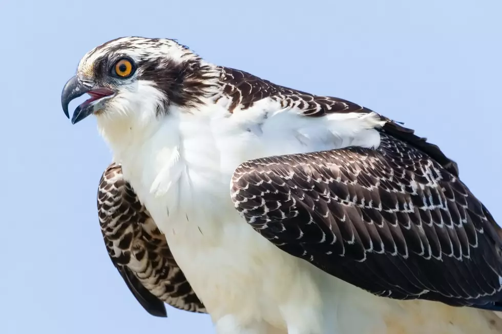 Who Knew? This Is Happens When You Shoot an Osprey in New York