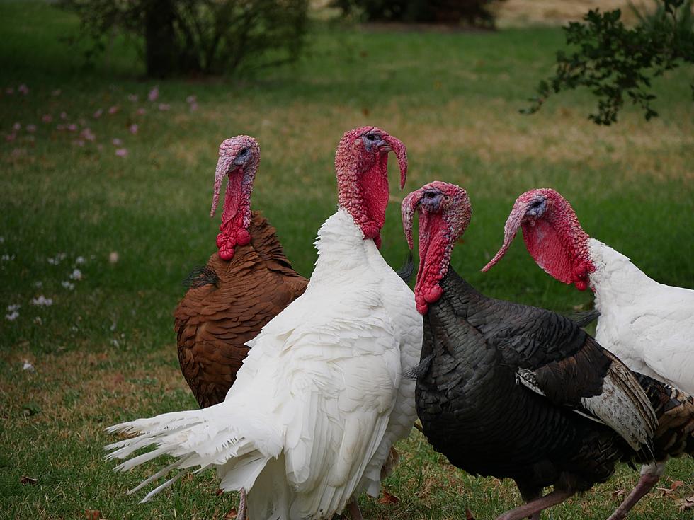 Wait, When Does Turkey Season Begin in New York State?