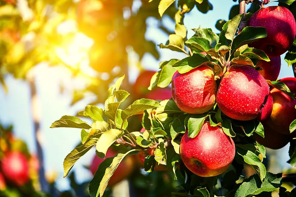 Popular HV Orchard Will Host Large Community Harvest Fest
