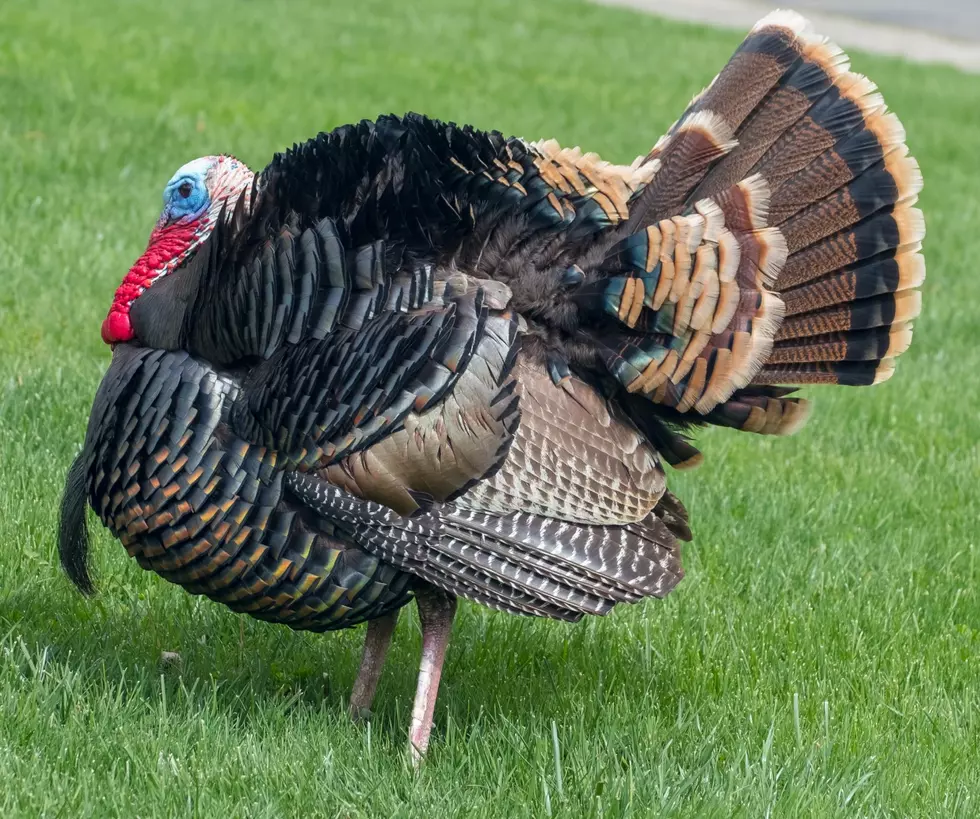 New York State Makes This Big Change in How You Can Hunt Turkeys