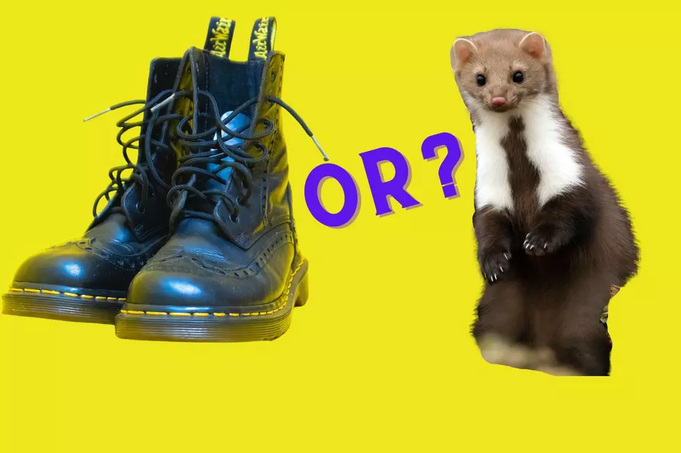 New York Hunters: What’s a Marten? Do You Need a License for It?