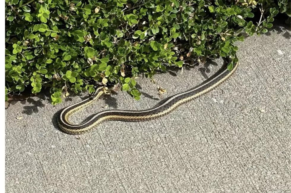 Spine-Chilling Sight Found Outside of a Hudson Valley Home