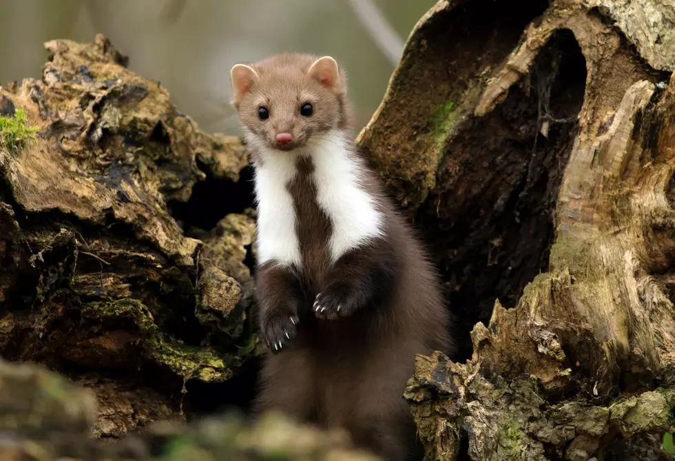 New York Hunters: What’s a Marten? Do You Need a License for It?