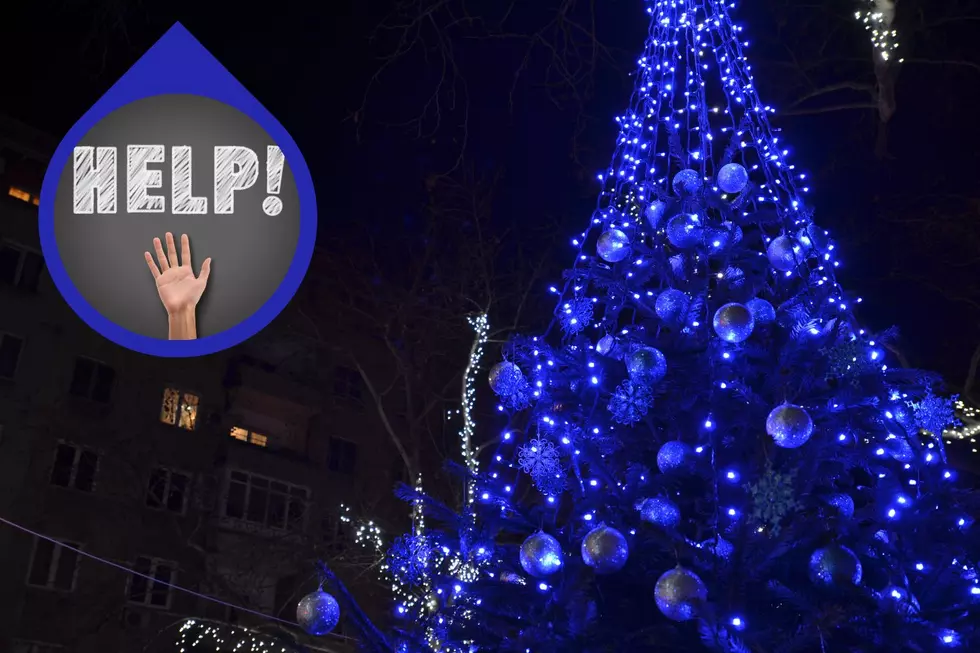 Hudson Valley City In Search Of Blue 35-Foot Christmas Tree