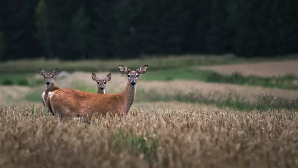 Watch Out Deer! DEC Offering Additional Tags for New York Hunters