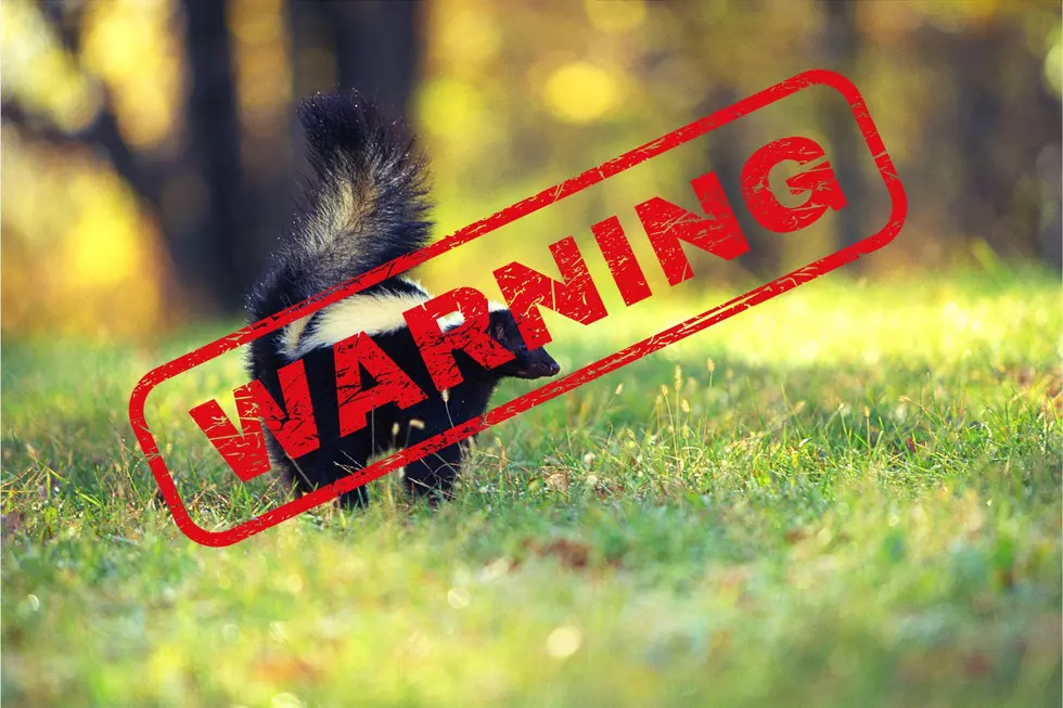 Alarming Rabid Skunk Warning Issued in One Hudson Valley Town
